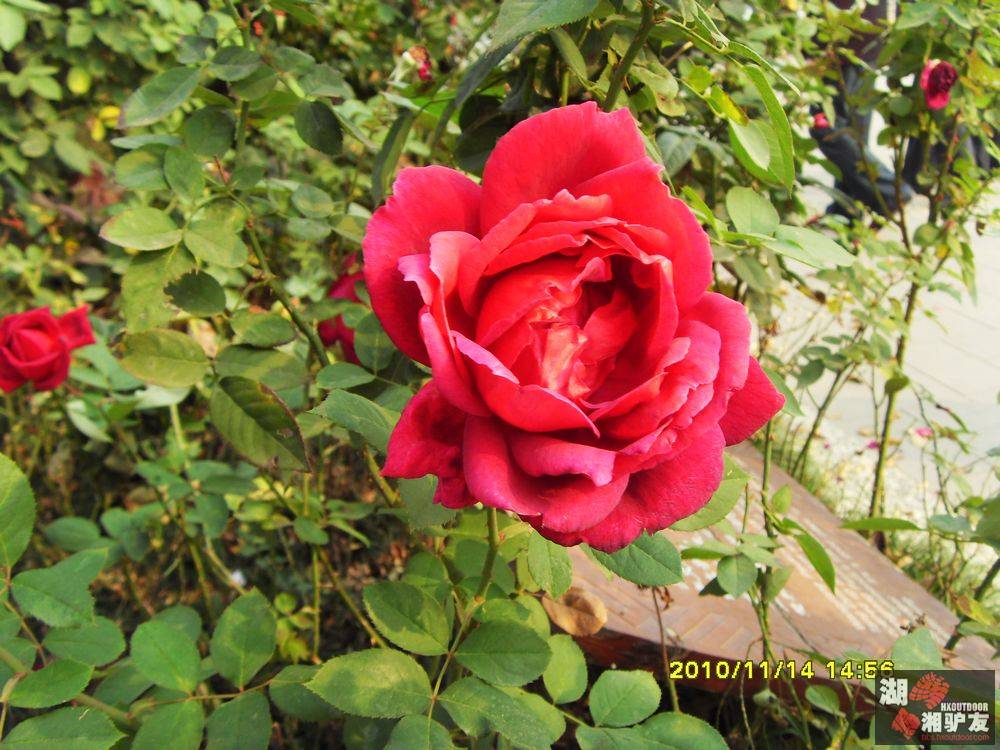 SDC17975.jpg
