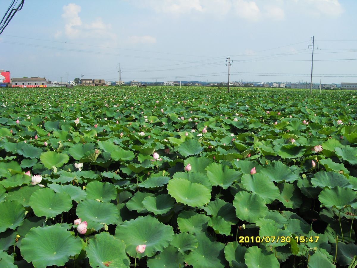 SDC15923.jpg